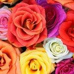 Beauty Blog Giveaway With Serenata Flowers
