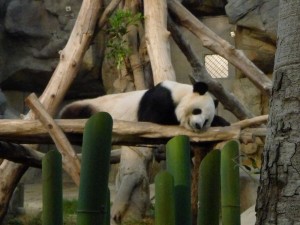 Hong Kong 2013 Part 2 6
