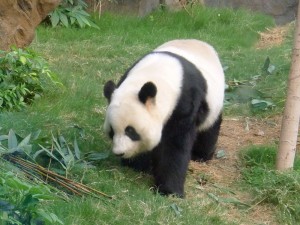 Hong Kong 2013 Part 2 8