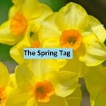 The Spring Tag