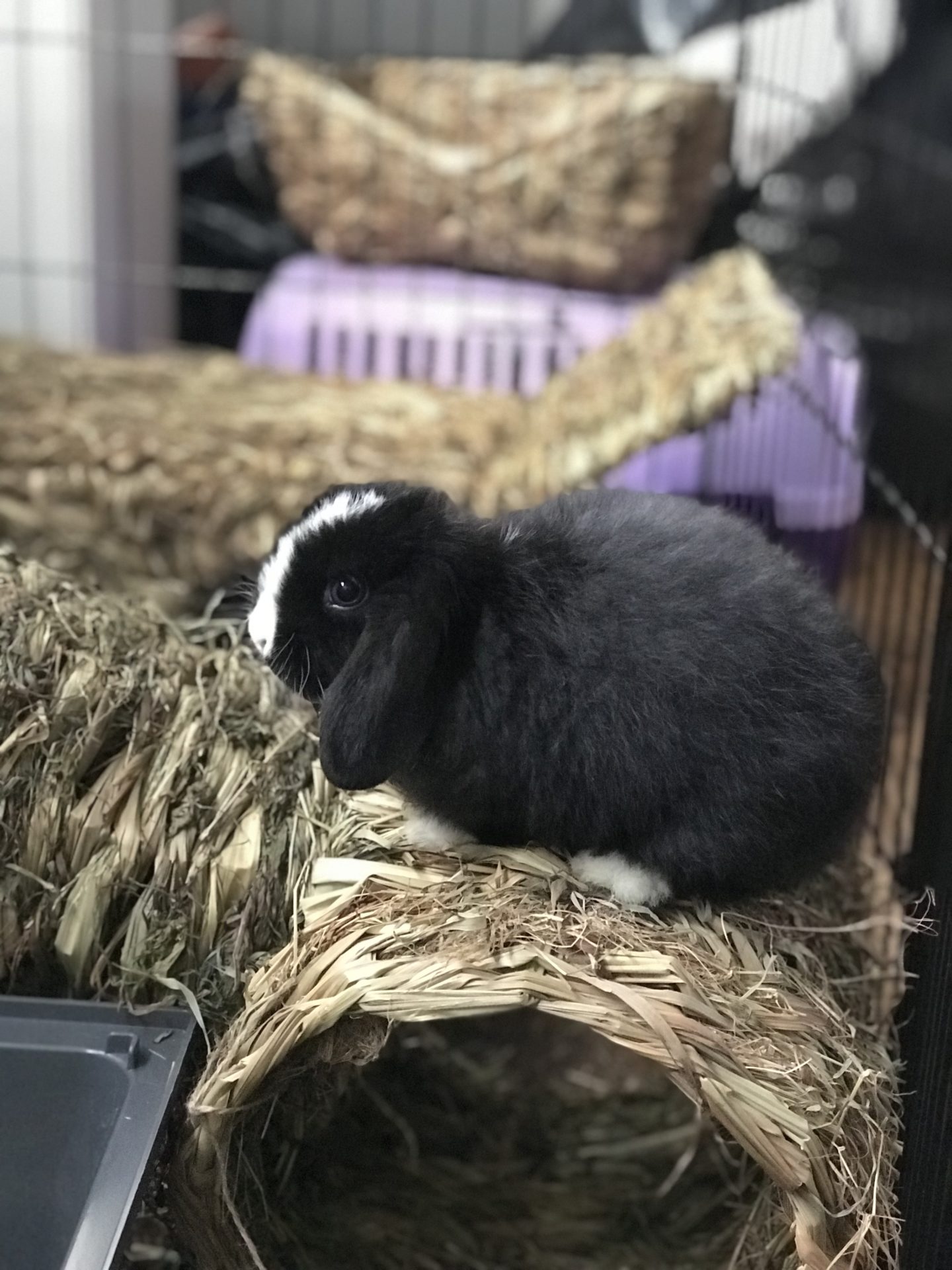 Black bunny sitting on straw tunnel